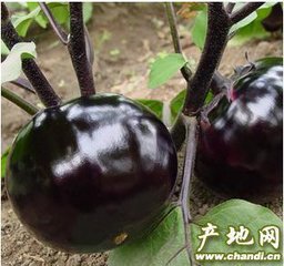 无公害茄子